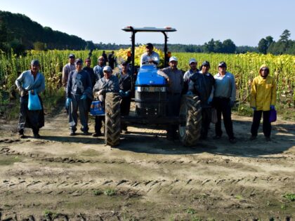 Migrant farm workers harvest tobacco plants. The plants can make workers sick on skin cont