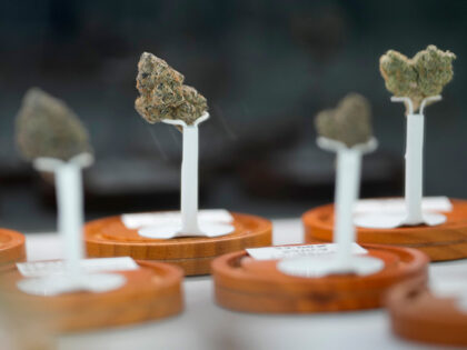 A selection of THCa hemp flowers are shown at The Cobo Dispensary, 4403 Buck St., in Houst