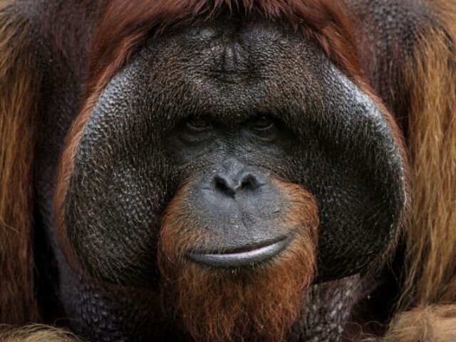 Russian Boxer Anastasia Luchkina Sparks Uproar After Giving an Orangutan a Vape Pen