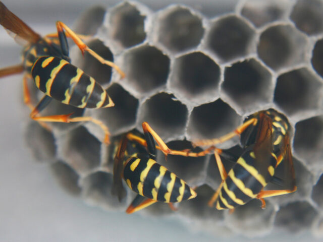 European paper wasps (Polistes dominula) on a small nest in Ontario, Canada. (Photo by Cre