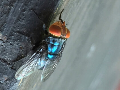 An adult New World screwworm fly sits at rest in this undated photo. (Denise Bonilla/U.S.