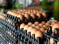 Nolte: Disgraced CNN Claims Egg Prices *Increased* Under Trump