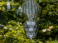 ‘Worst of the Worst’ Criminal Illegal Immigrants Being Sent to Alligator Alcatraz in Fl