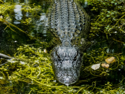 Shallow Focus Photo Of Alligator On Body Of Water