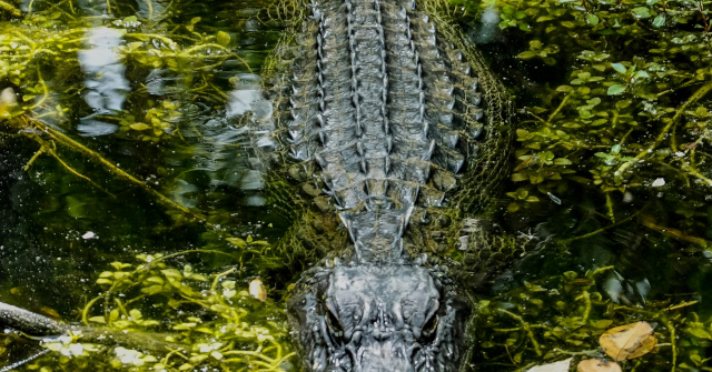 'Worst of the Worst' Criminal Illegal Immigrants Being Sent to Alligator Alcatraz in Florida