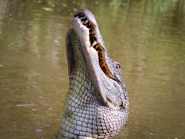 alligator