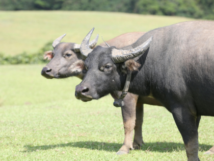 Two bulls standing in a field with grass