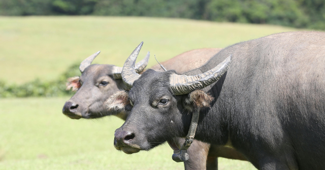 Oklahoma Farmer Killed by Newly Purchased Water Buffalo Attack
