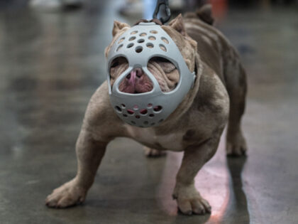 A Pitbull dog with a muzzle seen during the Thailand International Dog Show 2023 at Impact