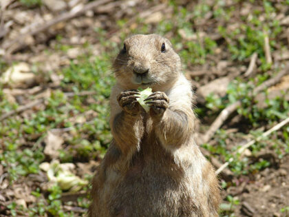 Health Officials: Caution Urged Around Sick Animals After Plague Kills Arizona Resident