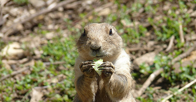 Caution Urged Around Sick Animals After Plague Kills Arizona Resident