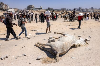 Palestinians spend hours every day hunting for food at occasional aid distribution points