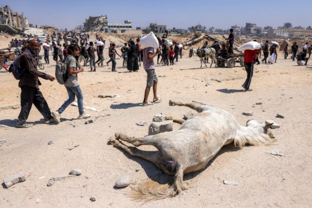 Palestinians spend hours every day hunting for food at occasional aid distribution points