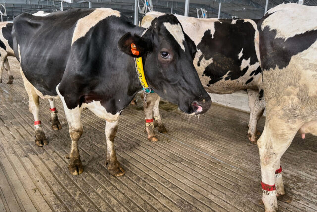 The Associated Press