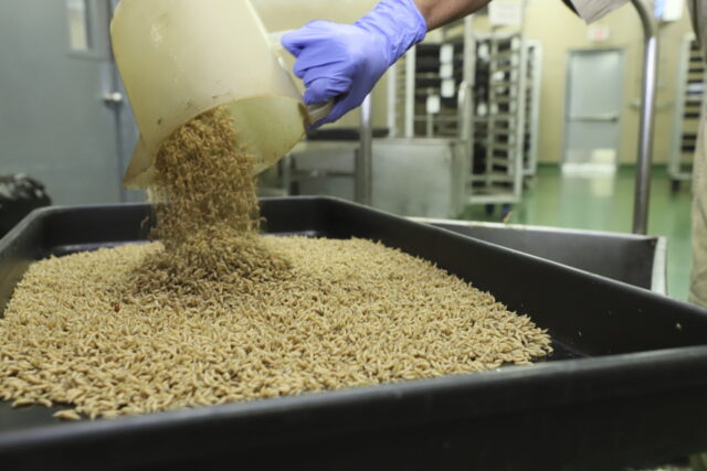 Fly Factory Texas The Associated Press