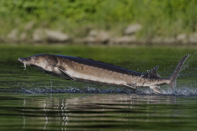 The Associated Press