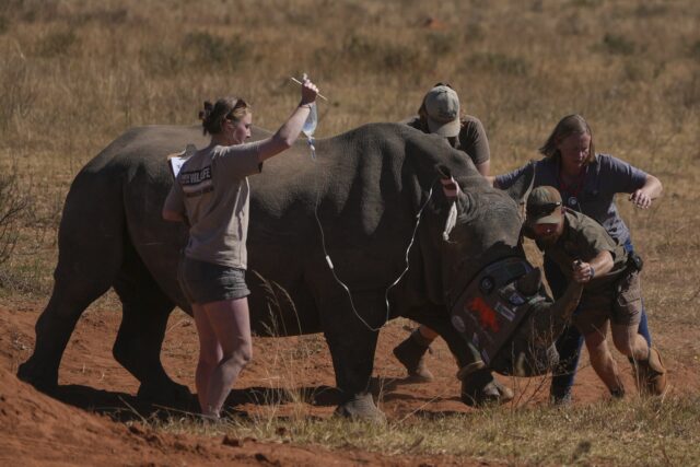 South Africa Radioactive Rhinos The Associated Press