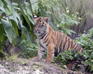 'Tiger King' cast member 'Doc' Antle sentenced for animal trafficking