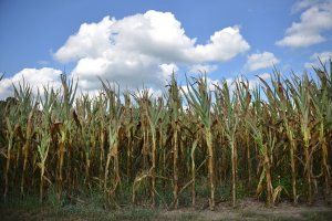 USDA to reorganize, move staff out of D.C. to areas closer to farmers