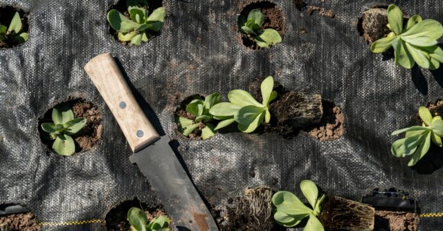 UK Police Arrest Gardener in His Own Garden For Carrying Trowel, Sickle