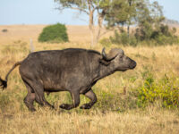 Big Game Hunter Killed by Cape Buffalo While on Safari