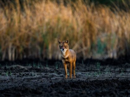 Alper Tuydes_Anadolu via Getty Images