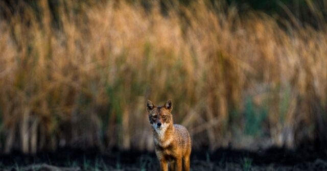 6-Year-Old Boy Attacked, Dragged by Coyote at Softball Game