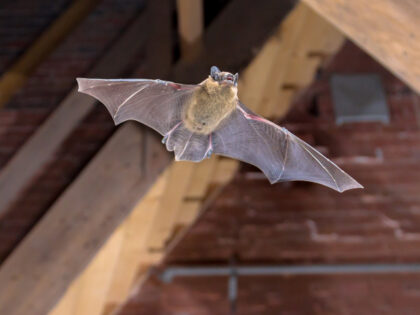 Flying Pipistrelle bat (Pipistrellus pipistrellus) action shot of hunting animal on wooden