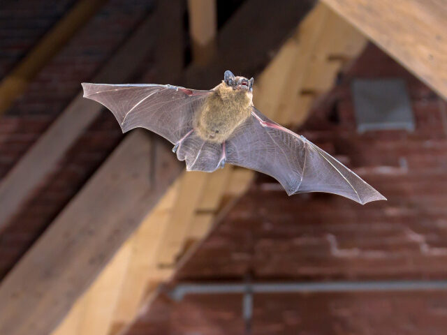 Bat flying Flying Pipistrelle bat (Pipistrellus pipistrellus) action shot of hunting animal on wooden