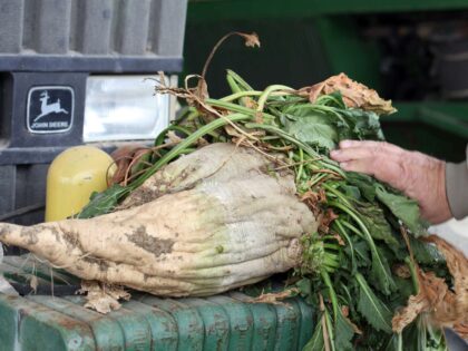 In this March 6, 2013 photo, a mature sugar beet is shown, in Tranquility, Calif. Farmers
