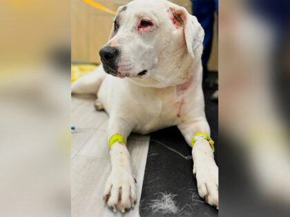 VIDEO — ‘Beautiful Little Hero!’: Dog Fights Two Bears to Save Canine Friend
