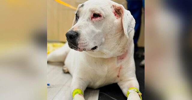 VIDEO -- 'Little Hero!': Dog Fights Two Bears to Save Canine Friend