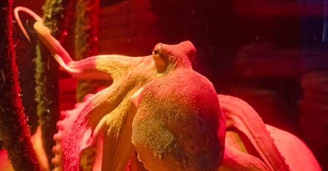 Giant Pacific Octopus Latches onto Six-Year-Old at Texas Aquarium