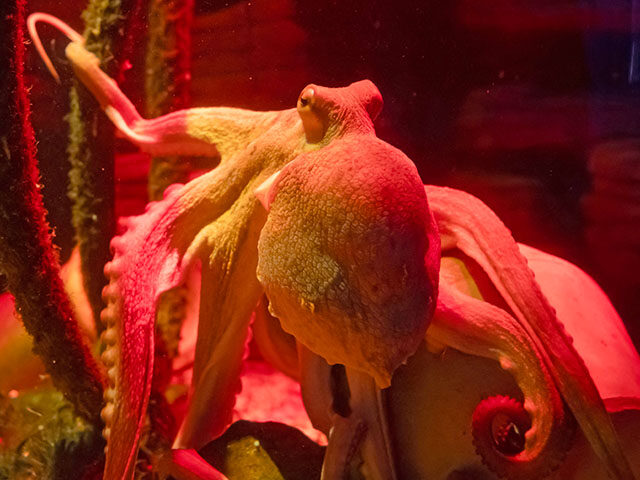 WATCH: Giant Pacific Octopus Latches onto Six-Year-Old at Texas Aquarium