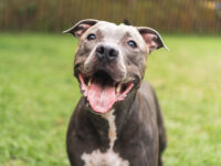 Heroic Dog Leads the Perfect Stranger to Its Unconscious Owners, Likely Saving Lives
