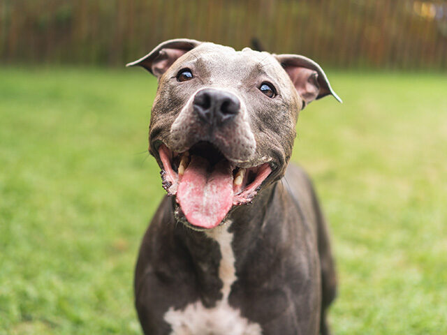 Heroic Dog Leads the Perfect Stranger to Its Unconscious Owners, Likely Saving Lives