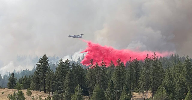 Firefighters Save 1,000-Year-Old Tree While Battling Blaze in WA