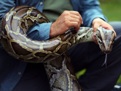 Florida Man Wrangles 87 Invasive Pythons for $1k Pay Day