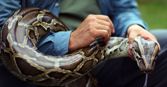 Florida Man Wrangles 87 Invasive Pythons for $1k Pay Day