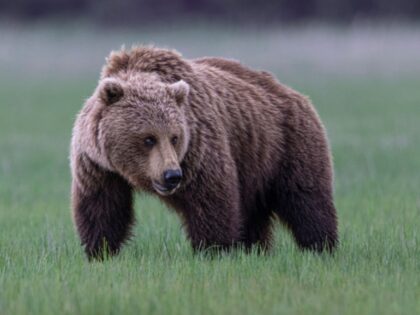 Grizzly bear (Ursus arctos horribilis) , Lake Clark, Alaska, USA