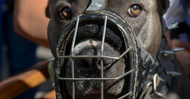 Ex-NFL Player LeShon Johnson Convicted of Running 'Nice and Nasty' Dog-Fighting Ring