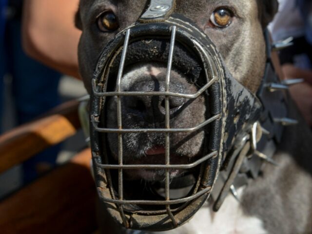 Ex-NFL Player LeShon Johnson Convicted of Running ‘Nice and Nasty’ Dog-Fighting Ring