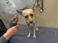 ‘Our Hero’: Missing California Dog Found After Assisting in the Rescue of His 85-Year-O