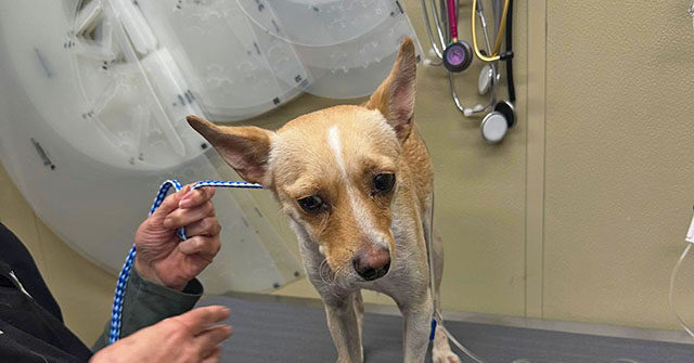 'Our Hero': Missing California Dog Found After Assisting in the Rescue of His 85-Year-Old Owner