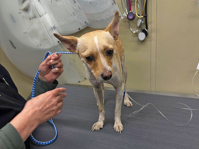 ‘Our Hero’: Missing California Dog Found After Assisting in the Rescue of His 85-Year-O