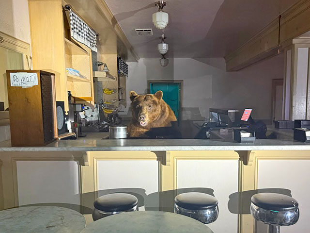 bear in ice cream shop