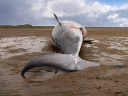 Minke whale carcass washed up on beach at Formby, Sefton Coast, Merseyside
