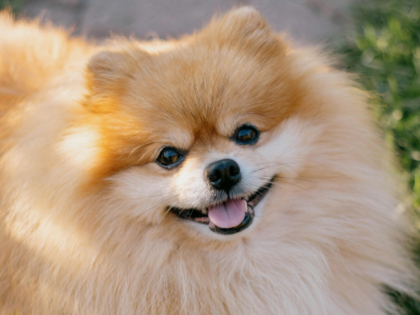 Brown Pomeranian Puppy on Green Grass