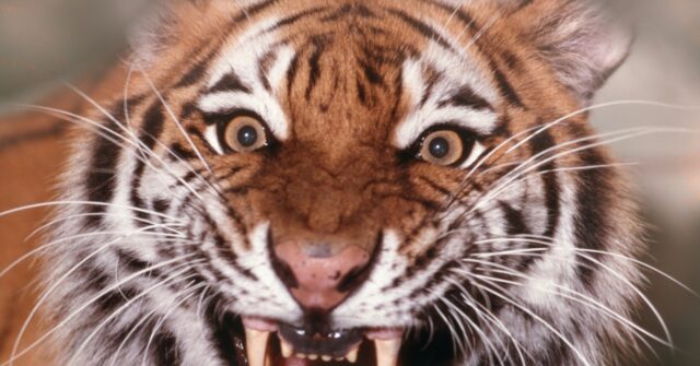 Report: Denmark Zoo Pleads for Donations of Family Pets to Feed Captive Predators