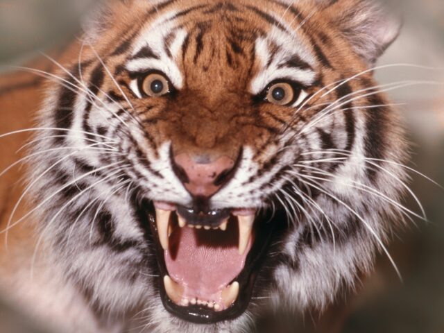 predators IGER (Photo by H. Armstrong Roberts/ClassicStock/Getty Images)